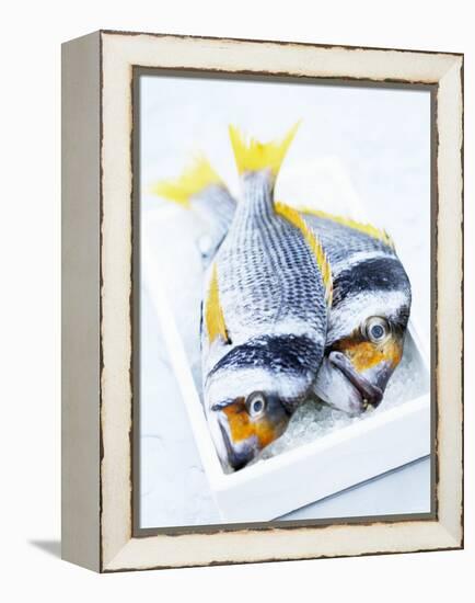 Two Yellowfin Seabream on Ice-Marc O^ Finley-Framed Premier Image Canvas