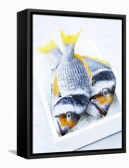 Two Yellowfin Seabream on Ice-Marc O^ Finley-Framed Premier Image Canvas