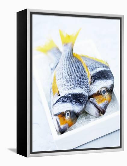 Two Yellowfin Seabream on Ice-Marc O^ Finley-Framed Premier Image Canvas