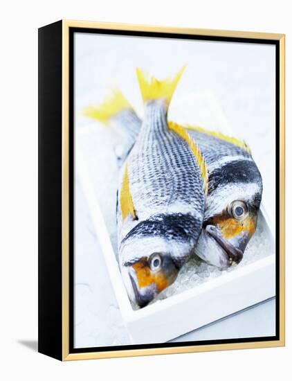 Two Yellowfin Seabream on Ice-Marc O^ Finley-Framed Premier Image Canvas