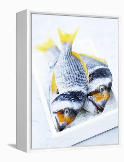 Two Yellowfin Seabream on Ice-Marc O^ Finley-Framed Premier Image Canvas