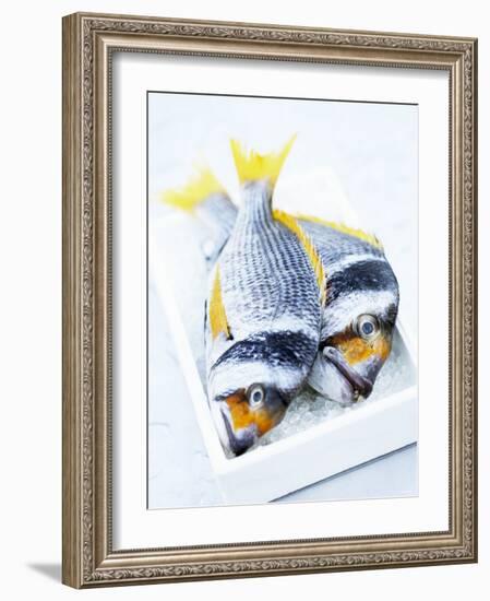 Two Yellowfin Seabream on Ice-Marc O^ Finley-Framed Photographic Print