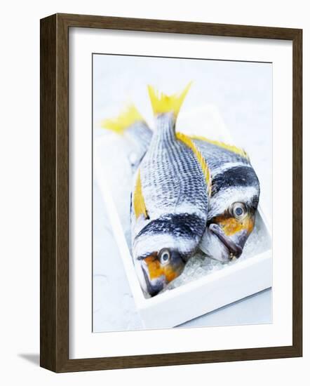 Two Yellowfin Seabream on Ice-Marc O^ Finley-Framed Photographic Print