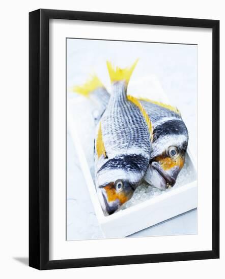 Two Yellowfin Seabream on Ice-Marc O^ Finley-Framed Photographic Print