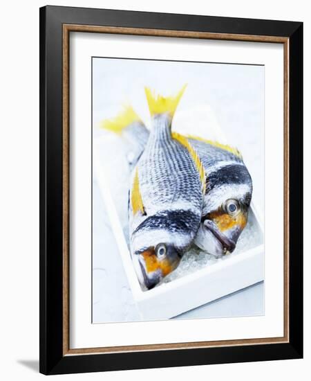 Two Yellowfin Seabream on Ice-Marc O^ Finley-Framed Photographic Print