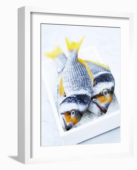 Two Yellowfin Seabream on Ice-Marc O^ Finley-Framed Photographic Print