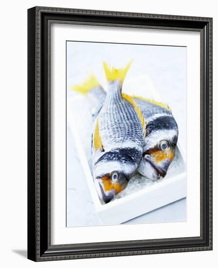 Two Yellowfin Seabream on Ice-Marc O^ Finley-Framed Photographic Print