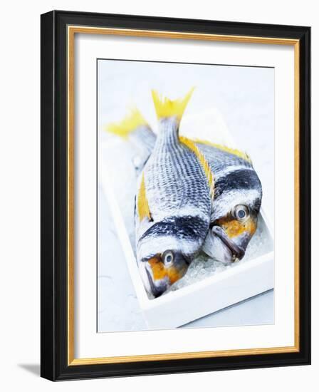 Two Yellowfin Seabream on Ice-Marc O^ Finley-Framed Photographic Print