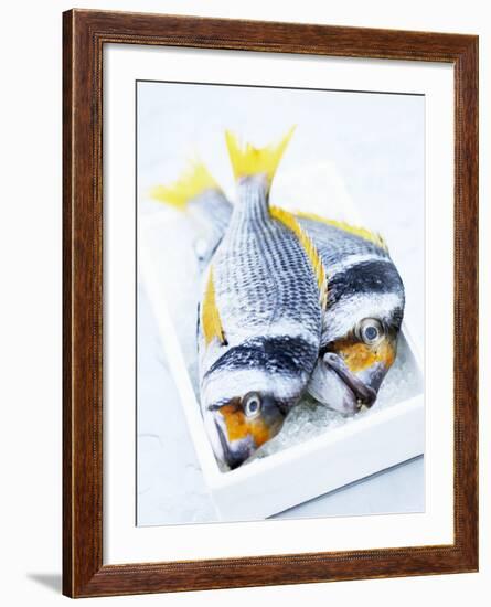 Two Yellowfin Seabream on Ice-Marc O^ Finley-Framed Photographic Print