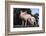 Two Yorkshire Pigs-DLILLC-Framed Photographic Print