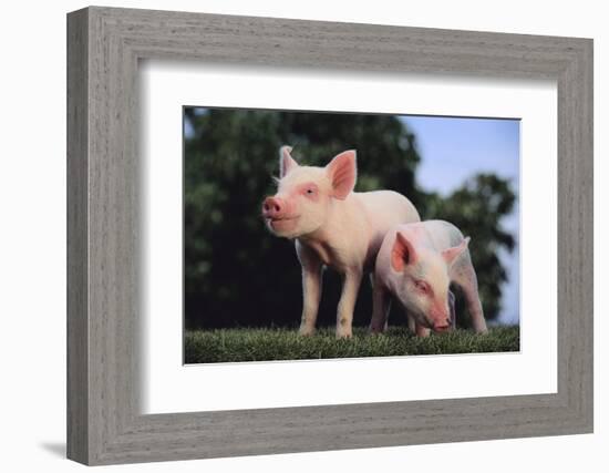 Two Yorkshire Pigs-DLILLC-Framed Photographic Print