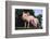 Two Yorkshire Pigs-DLILLC-Framed Photographic Print