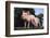 Two Yorkshire Pigs-DLILLC-Framed Photographic Print