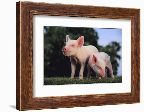 Two Yorkshire Pigs-DLILLC-Framed Photographic Print