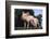 Two Yorkshire Pigs-DLILLC-Framed Photographic Print