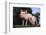 Two Yorkshire Pigs-DLILLC-Framed Photographic Print