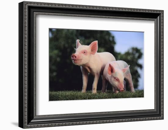 Two Yorkshire Pigs-DLILLC-Framed Photographic Print