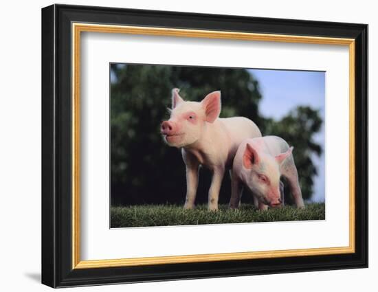 Two Yorkshire Pigs-DLILLC-Framed Photographic Print