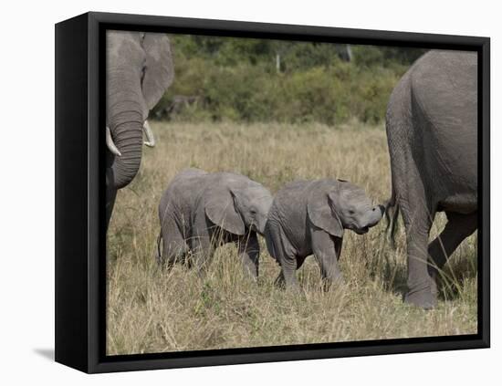 Two Young African Elephant, Masai Mara National Reserve-James Hager-Framed Premier Image Canvas