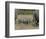 Two Young African Elephant, Masai Mara National Reserve-James Hager-Framed Photographic Print