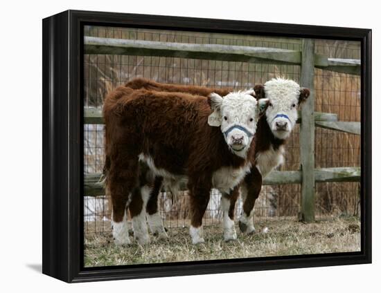 Two Young Cows Graze-null-Framed Premier Image Canvas