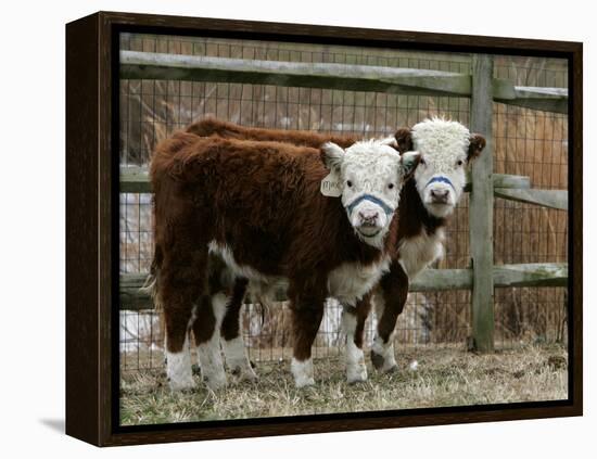Two Young Cows Graze-null-Framed Premier Image Canvas