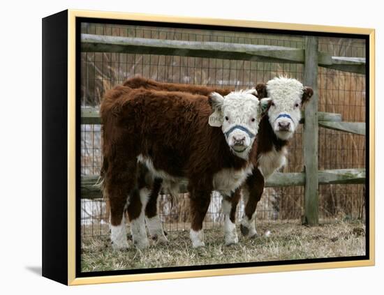 Two Young Cows Graze-null-Framed Premier Image Canvas