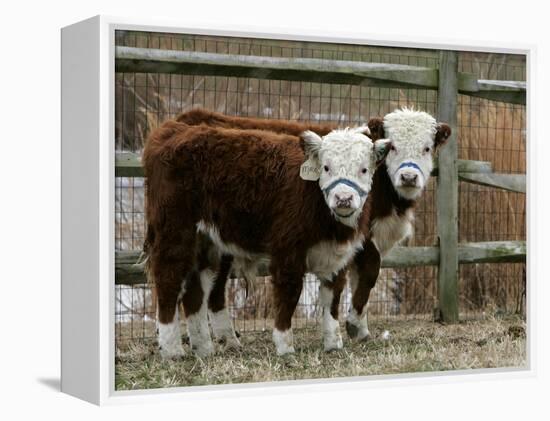 Two Young Cows Graze-null-Framed Premier Image Canvas