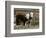 Two Young Cows Graze-null-Framed Photographic Print