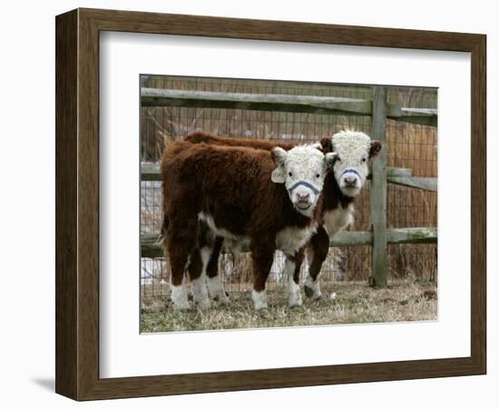 Two Young Cows Graze-null-Framed Photographic Print