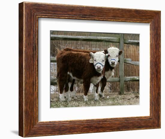 Two Young Cows Graze-null-Framed Photographic Print