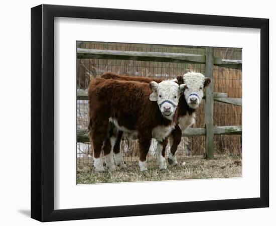 Two Young Cows Graze-null-Framed Photographic Print