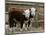 Two Young Cows Graze-null-Mounted Photographic Print