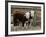 Two Young Cows Graze-null-Framed Photographic Print