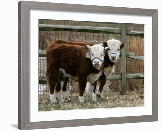Two Young Cows Graze-null-Framed Photographic Print