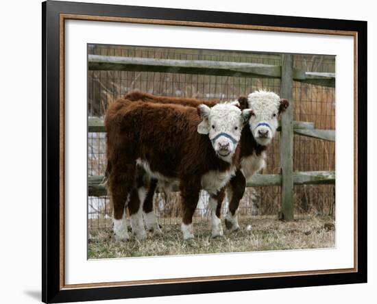 Two Young Cows Graze-null-Framed Photographic Print