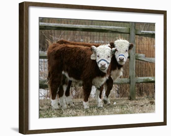 Two Young Cows Graze-null-Framed Photographic Print