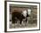 Two Young Cows Graze-null-Framed Photographic Print