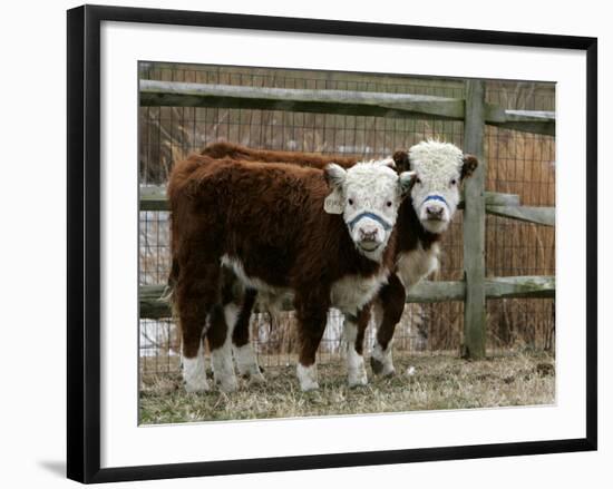 Two Young Cows Graze-null-Framed Photographic Print