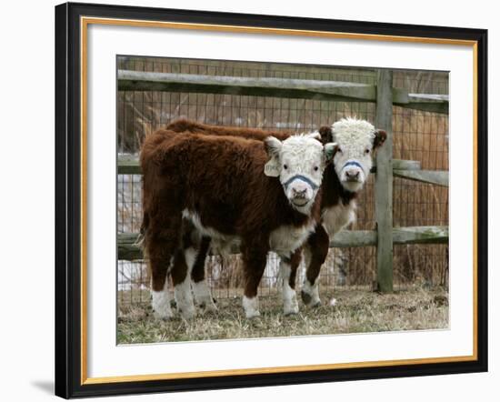 Two Young Cows Graze-null-Framed Photographic Print