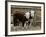 Two Young Cows Graze-null-Framed Photographic Print