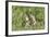 Two Young European Sousliks (Spermophilus Citellus) Alert, Eastern Slovakia, Europe, June 2009-Wothe-Framed Photographic Print