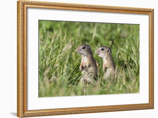 Two Young European Sousliks (Spermophilus Citellus) Alert, Eastern Slovakia, Europe, June 2009-Wothe-Framed Photographic Print