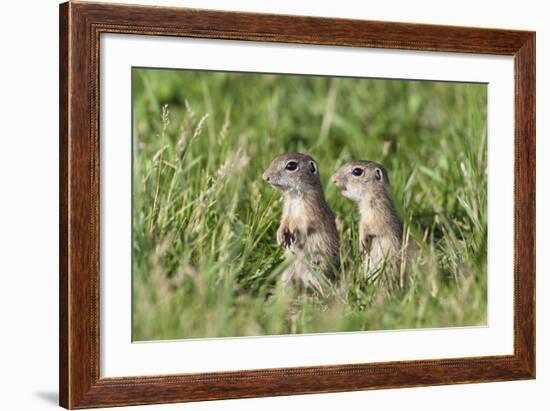 Two Young European Sousliks (Spermophilus Citellus) Alert, Eastern Slovakia, Europe, June 2009-Wothe-Framed Photographic Print