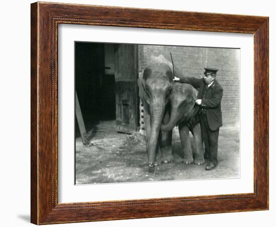 Two Young Female Indian Elephants 'Sundermoni' and 'Sundermalah' with Keeper H. Robertson-Frederick William Bond-Framed Photographic Print