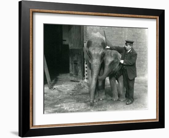 Two Young Female Indian Elephants 'Sundermoni' and 'Sundermalah' with Keeper H. Robertson-Frederick William Bond-Framed Photographic Print