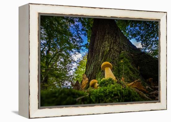 Two Young Forest Fungi in Autumn-Falk Hermann-Framed Premier Image Canvas