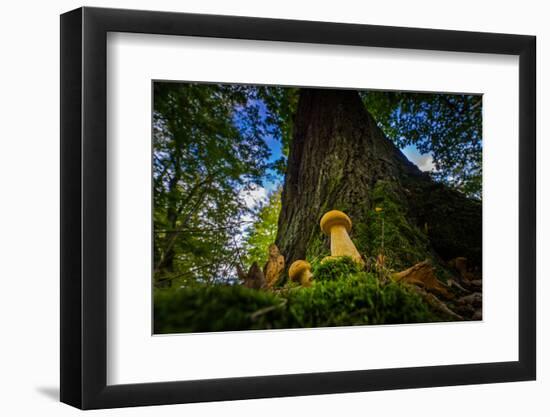 Two Young Forest Fungi in Autumn-Falk Hermann-Framed Photographic Print