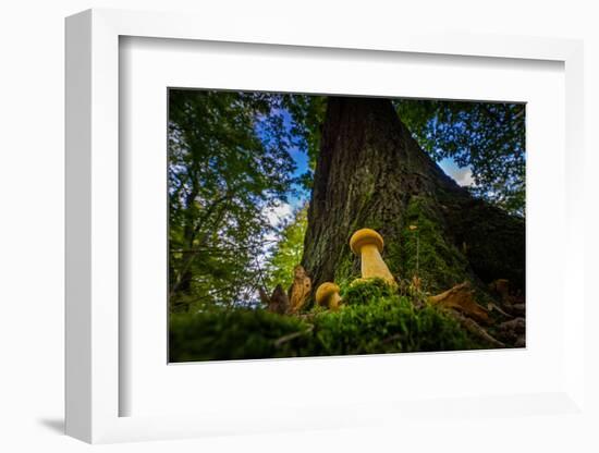 Two Young Forest Fungi in Autumn-Falk Hermann-Framed Photographic Print