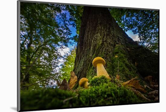 Two Young Forest Fungi in Autumn-Falk Hermann-Mounted Photographic Print